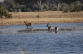 Red lechwe